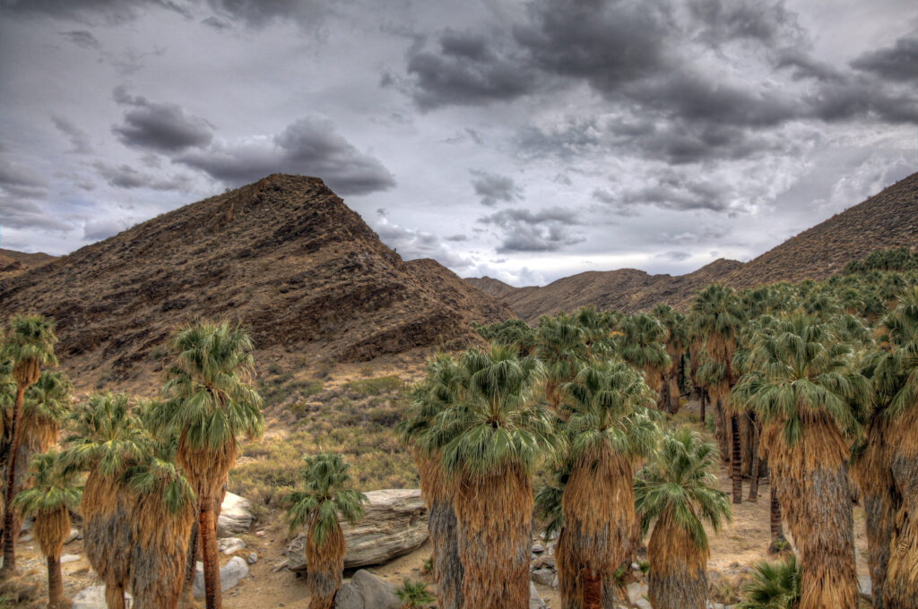 A group of palm trees in the desert under cloudy skies.