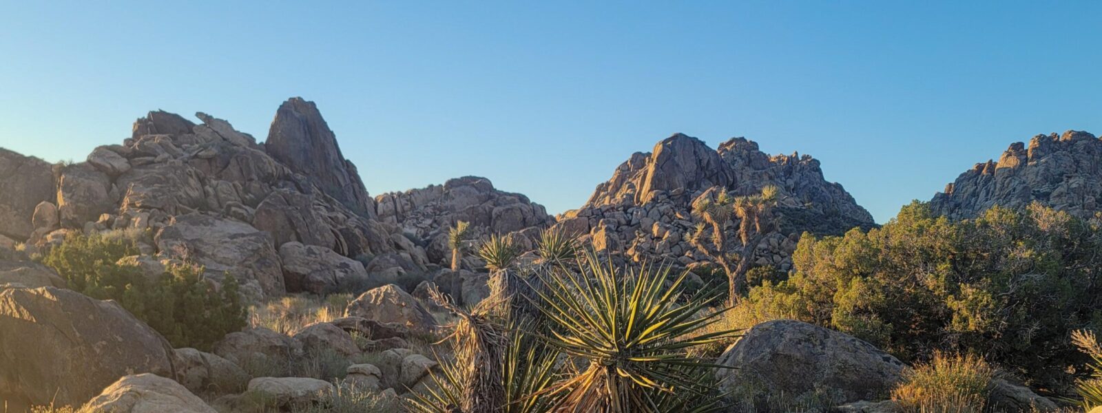 A view of some rocks and plants in the desert.