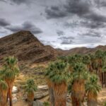 Ten Tips for Tiptoeing through the Oases of the Palm Springs Area
